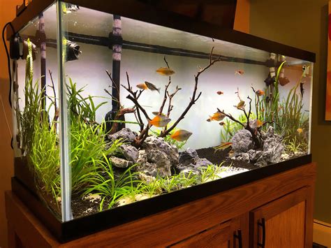 75 gallon Planted Rainbowfish Tank : r/Aquariums