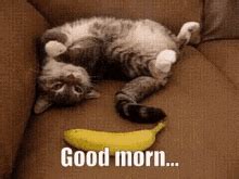 Good Morning Cat GIFs | Tenor