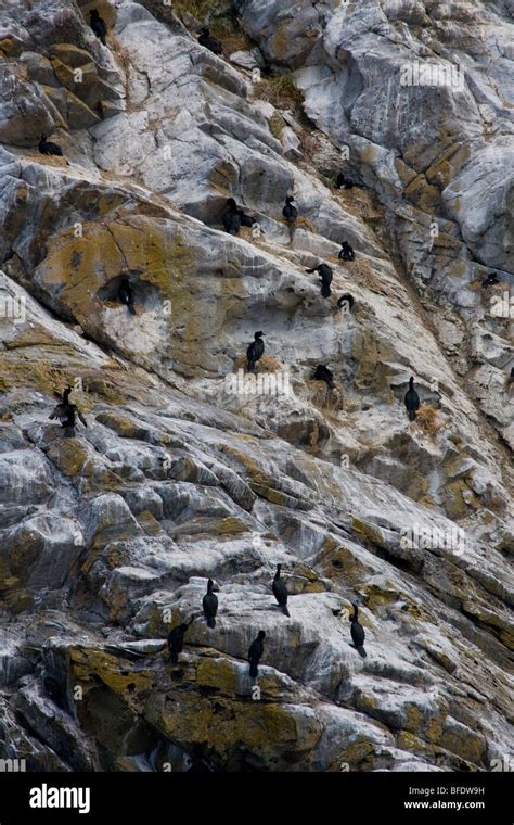 Pelagic Cormorant (Phalacrocorax pelagicus) nesting colony on Mandarte ...