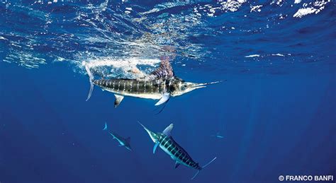 Striped Marlin - Divers Alert Network