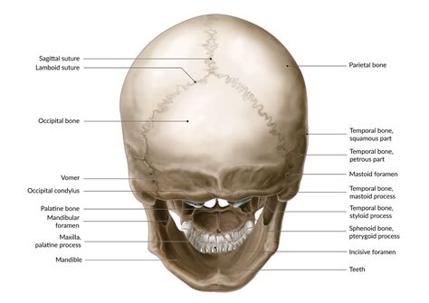 Posterior Skull Anatomy