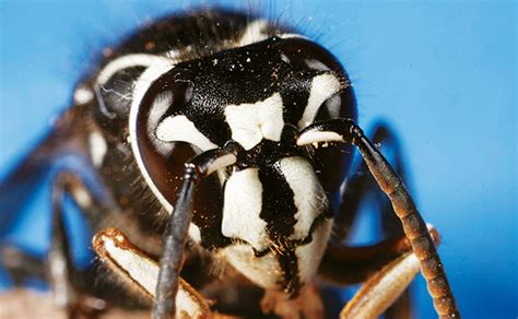 Bald-Faced Hornet - Arizona Pests 101 - Invader Pest Management