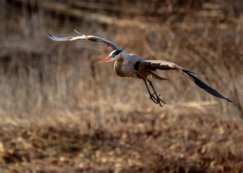 Great Blue Heron Hunting - Datso Gallery