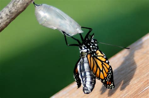 SpiritMama Art and Soul: Monarch Butterfly Hatching