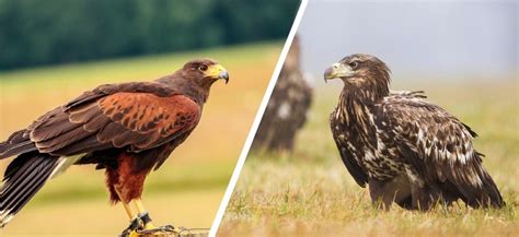 Hawk vs Eagle: What’s the Difference? (With Pictures) - Optics Mag