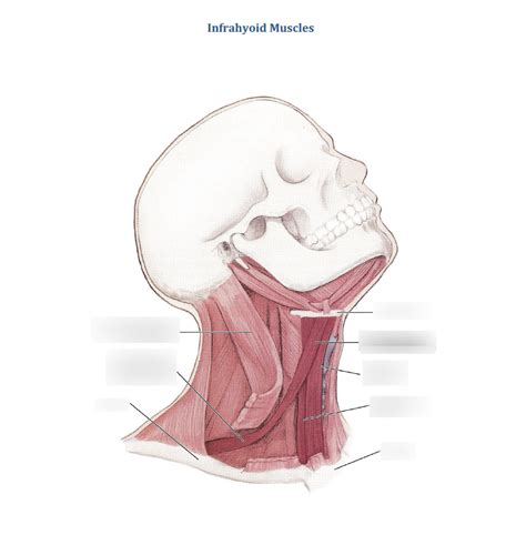 Diagram of Infrahyoid Muscles Diagram | Quizlet