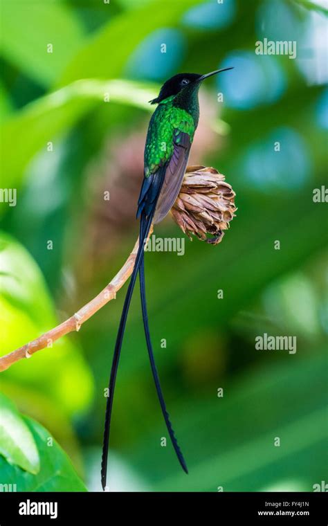 An endemic species Black-billed Streamertail Hummingbird (Trochilus ...