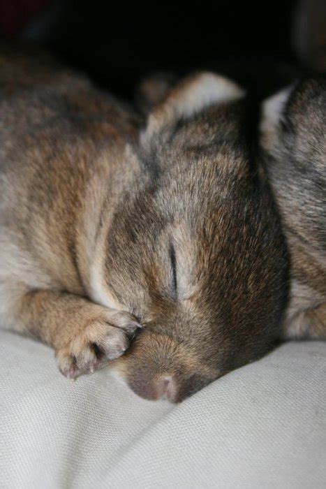 Bunnies in Santa Hats — The Daily Bunny