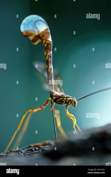 Ichneumon wasp laying eggs using ovipositor Stock Photo - Alamy