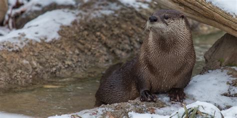 North American river otter | Smithsonian's National Zoo and Conservation Biology Institute