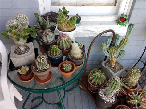 Free picture: cactus, front porch, furniture, pot, container, decoration, flower, flora