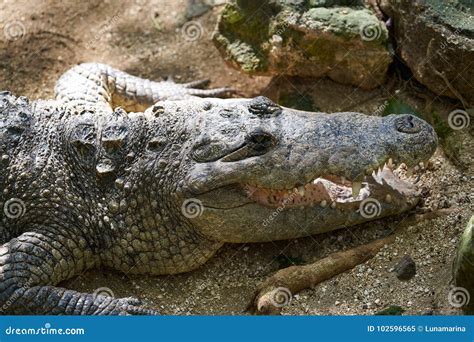 Crocodile in Mexico Riviera Maya Stock Image - Image of animal, green ...