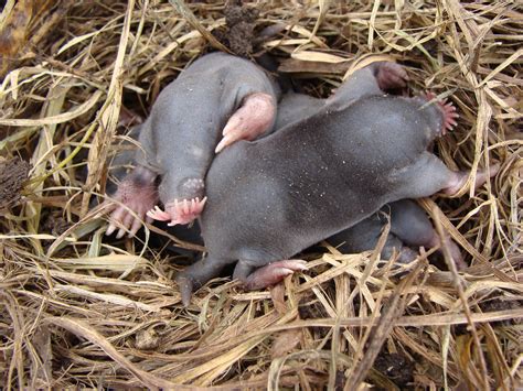 Baby star-nosed moles | A nest of young star-nosed moles whi… | Flickr