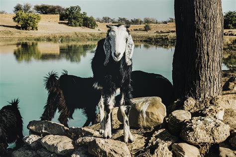 Goat farming in Rajasthan, India | Free Photo - rawpixel