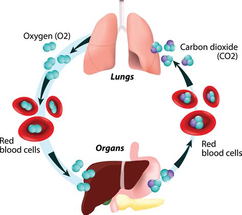 Respiratory Disease Management – Frontier Home Medical