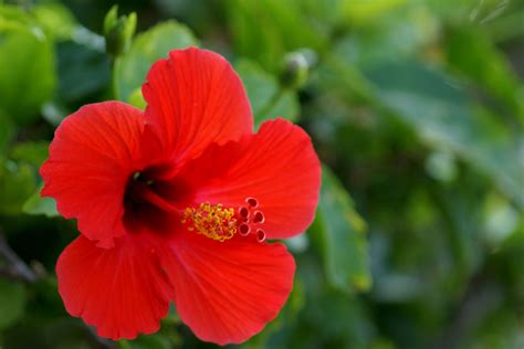 Malaysia - Hibiscus | Fleurs hibiscus, Petites plantes en pot, Plante