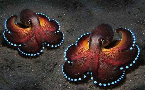 Octopus Wallpapers - Top Free Octopus Backgrounds - WallpaperAccess