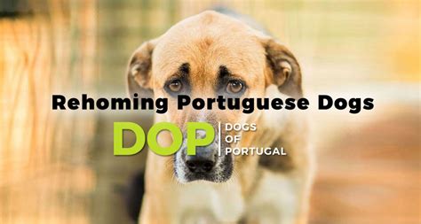 Dogs of Portugal | Rehoming abandoned dogs in Portugal