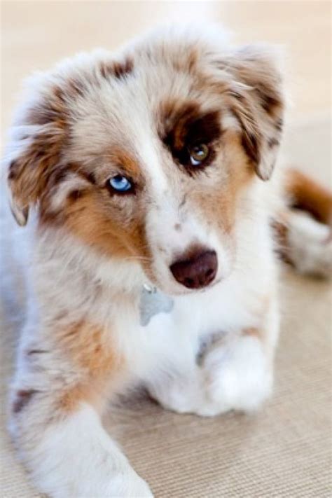 Did you say dog treat? | Shepherd puppies, Australian shepherd puppy, Puppies