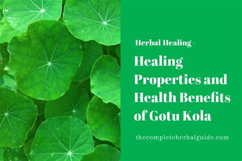 health benefits of gotu kola Archives - The Complete Herbal Guide