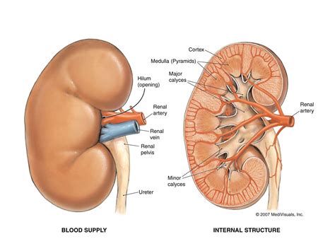 1. Canine kidney - Dr. Bills Pet Nutrition