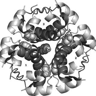 The structure of 2zinc insulin hexamer: Each asymmetric unit that forms... | Download Scientific ...