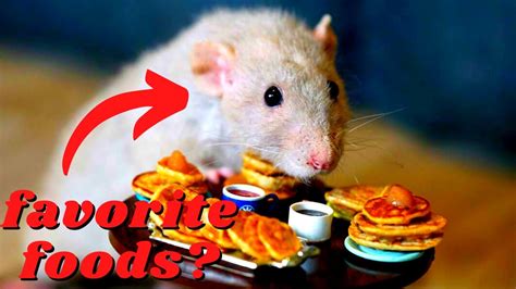 10 Foods That Rats LOVE & Go Crazy For: Must-try Treats! - YouTube