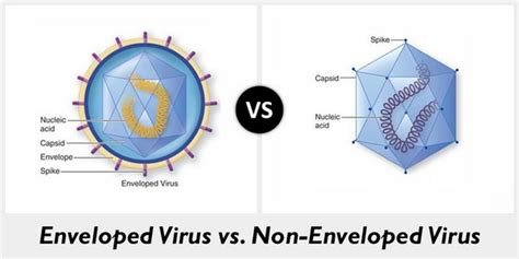 Viruses in irrigation water