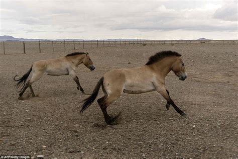 Zoo-bred Przewalski’s horses are freed into the plains of Mongolia | Daily Mail Online