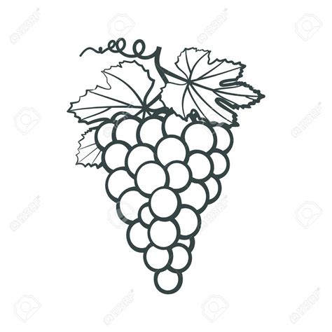 Outline Icon Of Bunches In Grapes With Leaves Royalty Free Cliparts, Vectors, And Stock ...