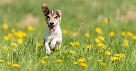 10 Top Picks For The Best Shock Collar For Blue Heeler Training ...