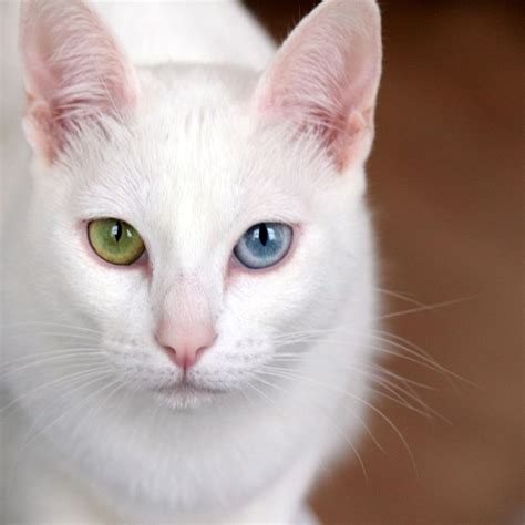 Khao Manee White Cat Breeds With Green Eyes - Dogs And Cats Wallpaper