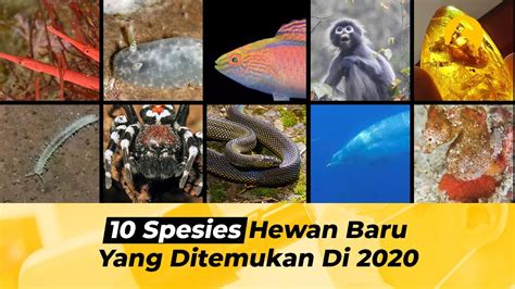 10 SPESIES HEWAN BARU YANG DITEMUKAN DI 2020, - YouTube