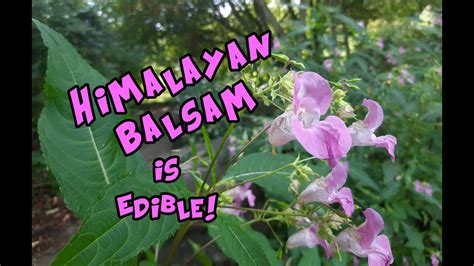 Himalayan Balsam Identification and It's Edible! - YouTube