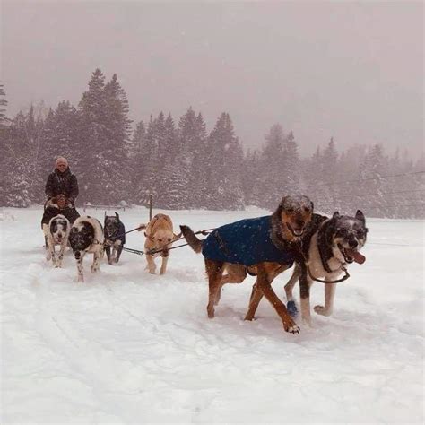 Mini Musher Lesson Program with Drift Away Mushing Adventures