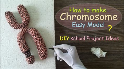 Making Chromosome Model | Styrofoam Carving - YouTube