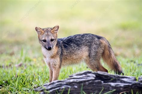 Crab-eating fox - Stock Image - C015/1134 - Science Photo Library