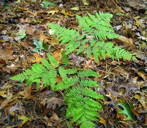 Native Ohio Plants for Landscaping [with Pictures] - PlantNative.org