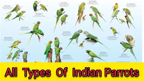 Types Of Green Parrots