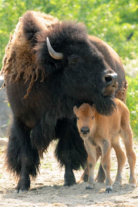 PHOTOS: Adorable bison calves born at Brookfield Zoo | WGN-TV