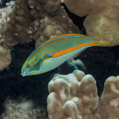 Stunning Photos of Different Types of Wrasse Fish