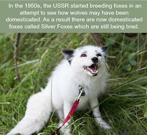 Silver Foxes... | Fox facts, Funny animals, Wtf fun facts