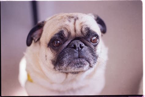 Nasal surgery for pugs | General center | SteadyHealth.com