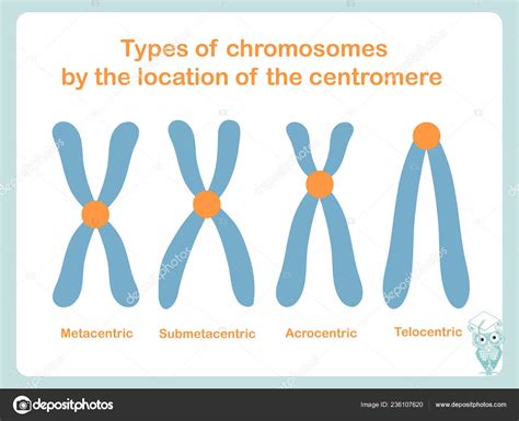 Chromosome Type According Position Centromere Metacentric Submetacentric Acrocentric Telocentric ...