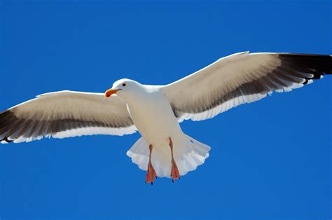 White Seagull Bird Flying Photograph by Bhupendra Singh