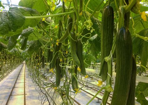 growing cucumber Artigos - Wikifarmer