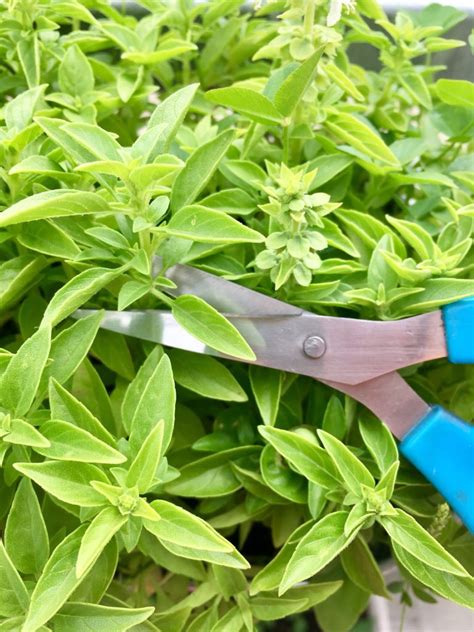 Do's and Don'ts of Plant Cloning - AGrowTronics - IIoT For Growing