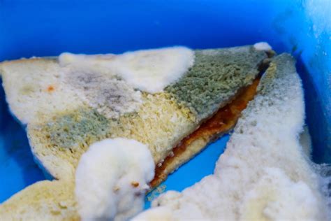 A lot of moldy sandwich bread. 13965598 Stock Photo at Vecteezy