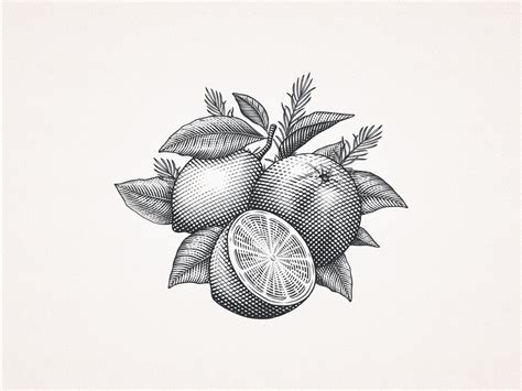 Citrus art by Dalibor Momcilovic on Dribbble