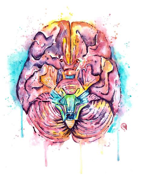 Anatomy Art - Human Brain Painting by Lisa Whitehouse - Whitehouse Art